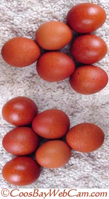 Black Copper Marans Hatching Eggs