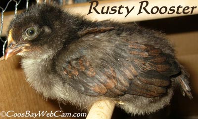 Baby Rusty Rooster - Black Copper Marans chick
