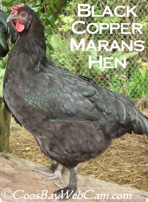Black Copper Marans Hen