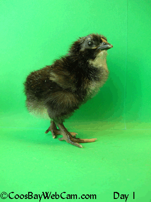 Black Copper Marans chick 21-day time-lapse